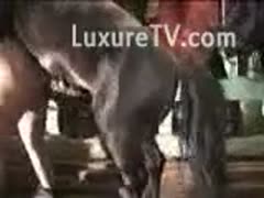 An enormous horse wang is being taken from behind by a hot white lady on a farm.